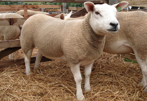 Sheep Genome