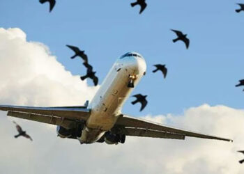 Plane survives bird strike, lands safely at Lahore airport