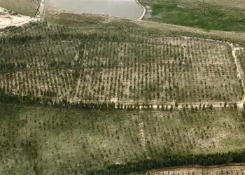 ‘Plant for Pakistan’ initiative to reverse deforestation, combat climate change